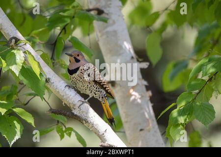 Ein farbenfroher, gelb-beschaffter Nordflicker in einer Birke Stockfoto