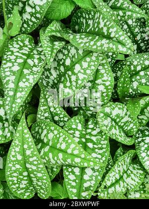 Grüne Blätter mit weißen Flecken von Pulmonaria saccharata Varietät Leopard Hintergrund.Grüne Blätter texture.plant nach Regen Stockfoto