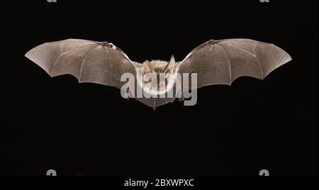 Myotis bechsteinii, bechsteins Fledermaus Stockfoto