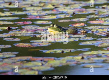 Ein großer Stierfrosch in einem Teich mit bunten Wasserpflanzen. In der frühen Morgensonne Stockfoto