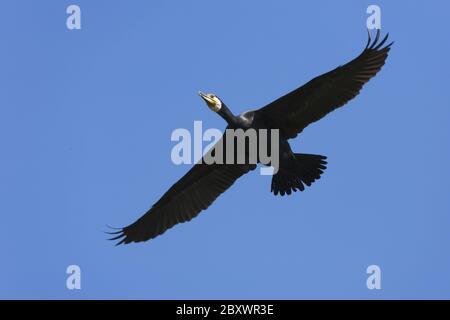 Kormoran, (Phalacrocorax carbo), fliegend, im Flug, Deutschland Stockfoto