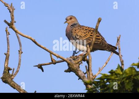 Turteltaube, Turteltaube, (Streptopelia turtur), auf einem Ast sitzend, Deutschland Stockfoto