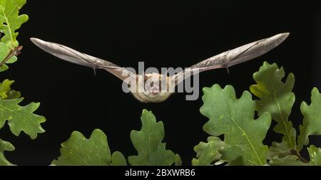 Myotis brandtii, Brandt's bat, Deutschland Stockfoto