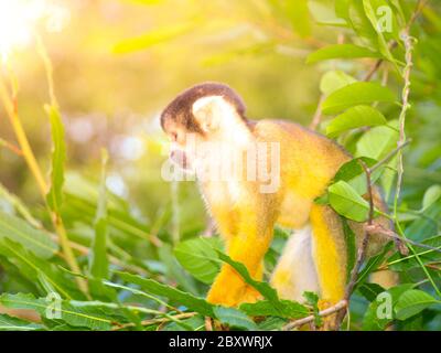 Eichhörnchen-Affe mit gelbem Fell versteckt im grünen Busch von Amazonien, Südamerika. Stockfoto