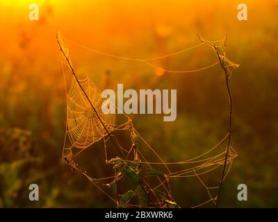 Triagle Spinnennetz auf einer Wiese beleuchtet von aufgehender Sonne Stockfoto