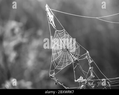 Triagle Spinnennetz auf einer Wiese beleuchtet von aufgehender Sonne, schwarz-weiß Bild Stockfoto