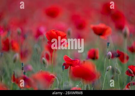 Hintergrund der ökologischen Landwirtschaft. Feld von wilden Mohnblumen Stockfoto