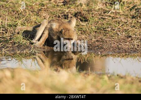 Gelber Pavian, Papio cynocephalus, afrika Stockfoto