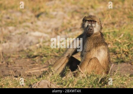 Gelber Pavian, Papio cynocephalus, afrika Stockfoto