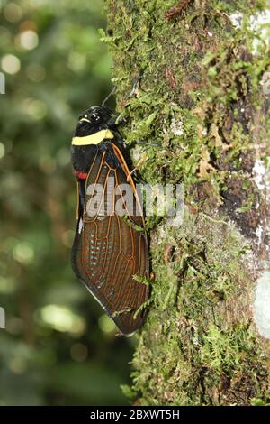 Empomer Cicada Stockfoto