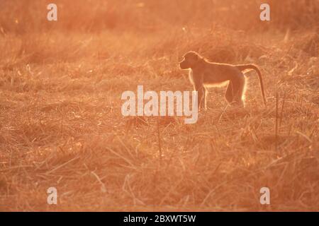 Gelber Pavian, Papio cynocephalus, afrika Stockfoto