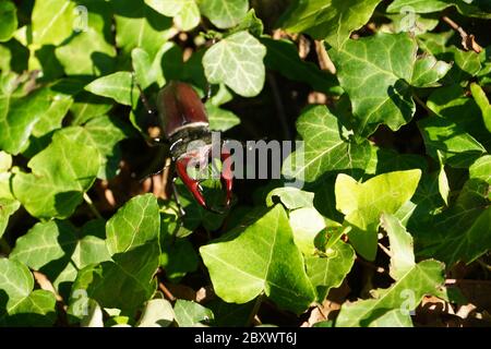 Europäischer Hirschkäfer (Lucanus cervius) Stockfoto