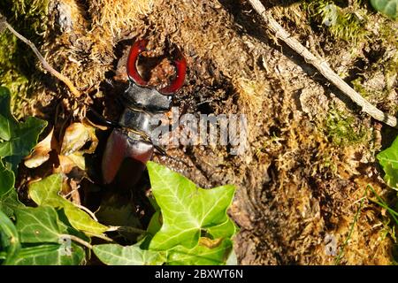 Europäischer Hirschkäfer (Lucanus cervius) Stockfoto