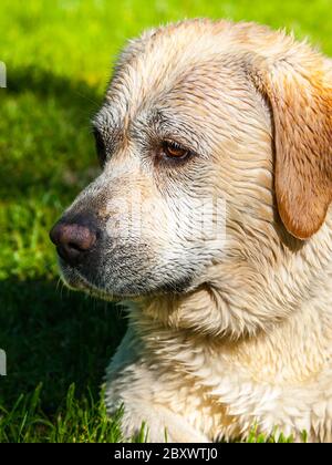 Kleine niedliche Welpen labrador Porträt. Hund liegt im Gras mit hellem nassen Haar. Stockfoto