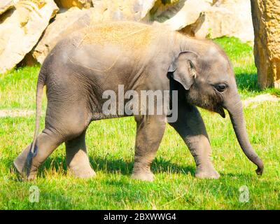 Junge indische Elefant Baby an sonnigen Tag. Stockfoto