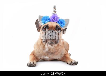 Niedlicher französischer Bulldogge Hund verkleidet als Einhorn mit Kostüm Stirnband mit Silberhorn und Blumen liegen isoliert auf weißem Hintergrund Stockfoto