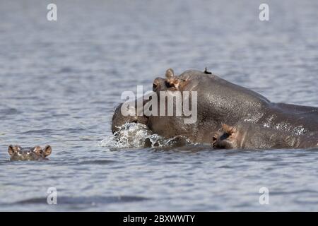 Nilpferd amphibius, Afrika Stockfoto