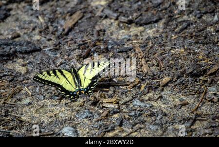 Schöne Details sind auf dieser dorsalen Ansicht eines gelben Eastern Tiger Swallowtail Schmetterling zu sehen, wie es auf einem hässlichen dunklen Hintergrund ruht. Bokeh. Stockfoto