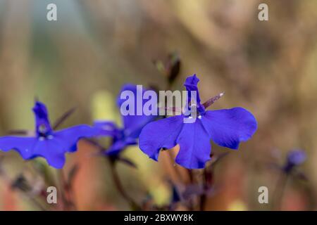 Makroaufnahme von Randlobelia (lobelia erinus) Blüten Stockfoto