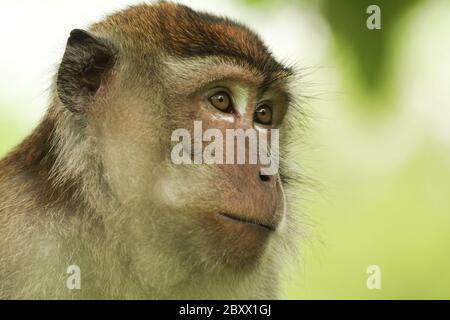 Langschwanzmakak, Macaca fascicularis, Cynomolgus-Affe Stockfoto