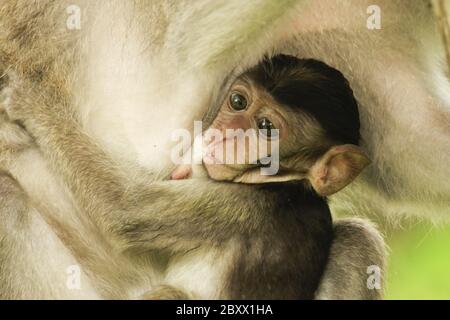 Cynomolgus-Affe oder Krabbenfressende Makaken [Macaca fascicularis] Stockfoto