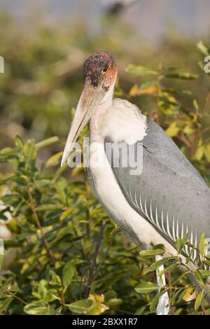 marabou Storch [Leptoptilos crumeniferus], Afrika Stockfoto