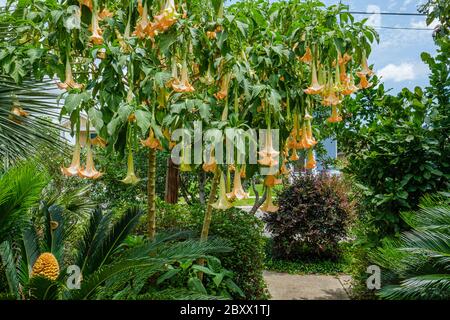 Engelstrompete Pflanze mit Sago Palme im Vordergrund in der Landschaftsgestaltung in Gentilly Nachbarschaft von New Orleans, Louisiana, USA Stockfoto