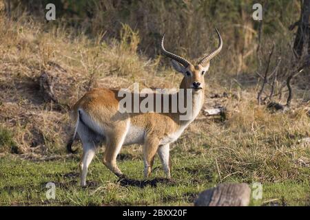 Lechwe-Wasserbock [Kobus leche] Stockfoto