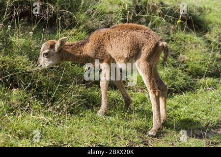 Ovis ammon Musimon, Mouflon Stockfoto