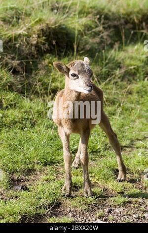 Ovis ammon Musimon, Mouflon Stockfoto