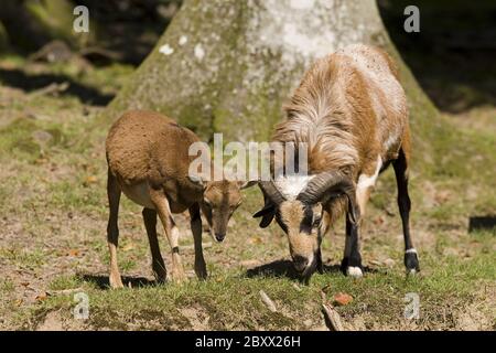 Ovis ammon Musimon, Mouflon Stockfoto