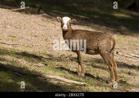 Ovis ammon Musimon, Mouflon Stockfoto