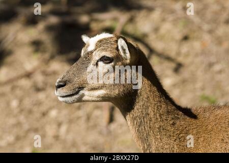 Ovis ammon Musimon, Mouflon Stockfoto