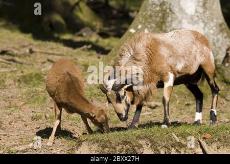 Ovis ammon Musimon, Mouflon Stockfoto