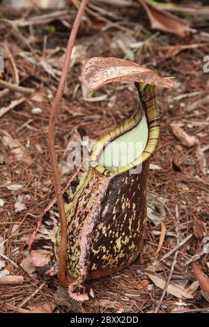 Krug-Pflanze im Regewald, fleischfressende Pflanze, Nepenthes ampullaria, Malaysia Stockfoto