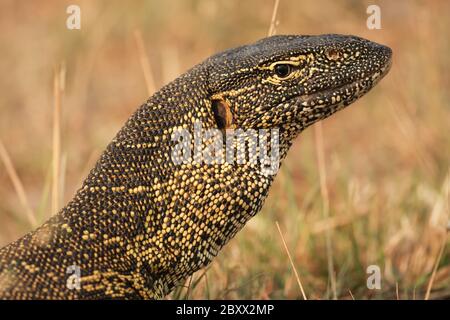 Nil-Monitor, Varanus niloticus, Südafrika Stockfoto