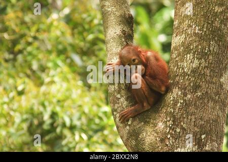 Orang-Utan, Borneo, Malaysia Stockfoto