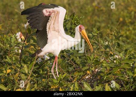 Gelbschnabelstorch oder Gelbschnabelstorch, Afrika Stockfoto