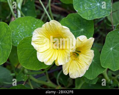 Blassgelbe Kapuzinerkresse blüht im Garten Stockfoto