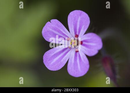 Geranium Robertianum, Robert Kraut Stockfoto