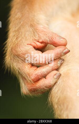 Schweinerbmakaken, Borneo, Malaysia Stockfoto