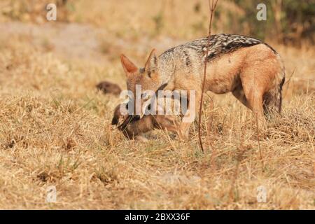 Schwarzer Jackal (Canis mesomelas), Welpen und Mama Stockfoto