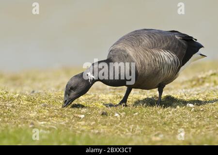 Dunkelbauchige brentgans [Branta bernicla bernicla] Stockfoto