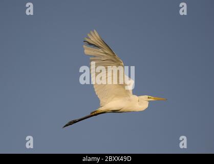 Großer Weißer Reiher (Casmerodius albus) Stockfoto