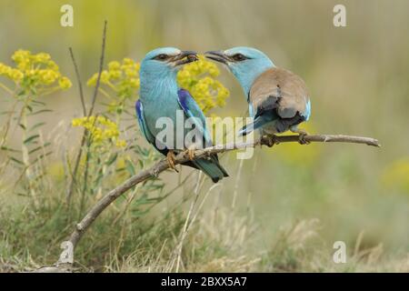 Blauracken Beuteübergabe / European Roller / Coracias garrulus Stockfoto