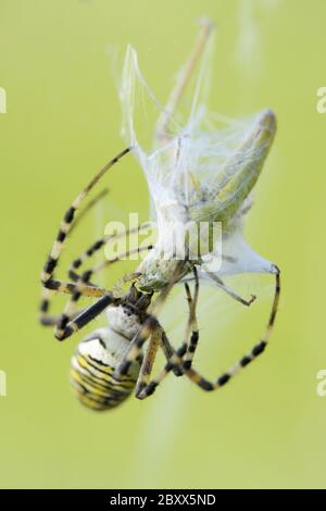 Wespe Spider (Argiope-bruennichi) Stockfoto