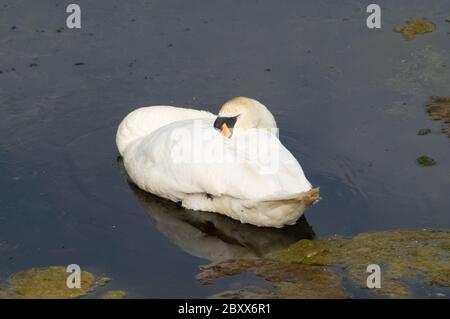 Weißer stummer Schwan, der auf dem schwimmenden Wasser schläft Stockfoto