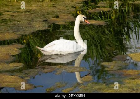 Weißer Stumme Schwan Kob oder Männchen auf Wasser Stockfoto