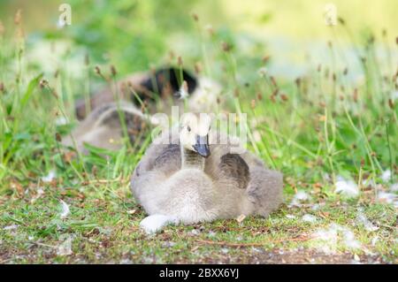 Kanadas Gänse auf Gras Stockfoto