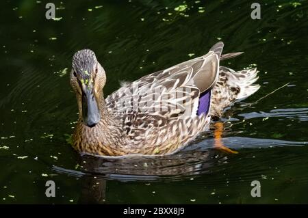 Weibliche Stockente Anatidae Wasservögel auf Wasser Paddeln Schwimmen Stockfoto